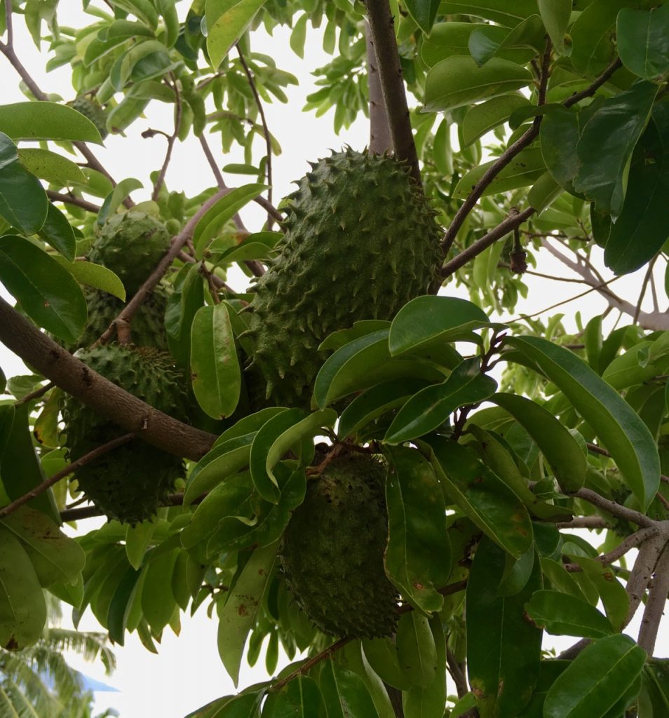Soursop in its tree