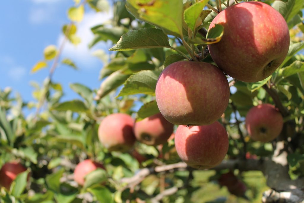 Apples in their apple tree