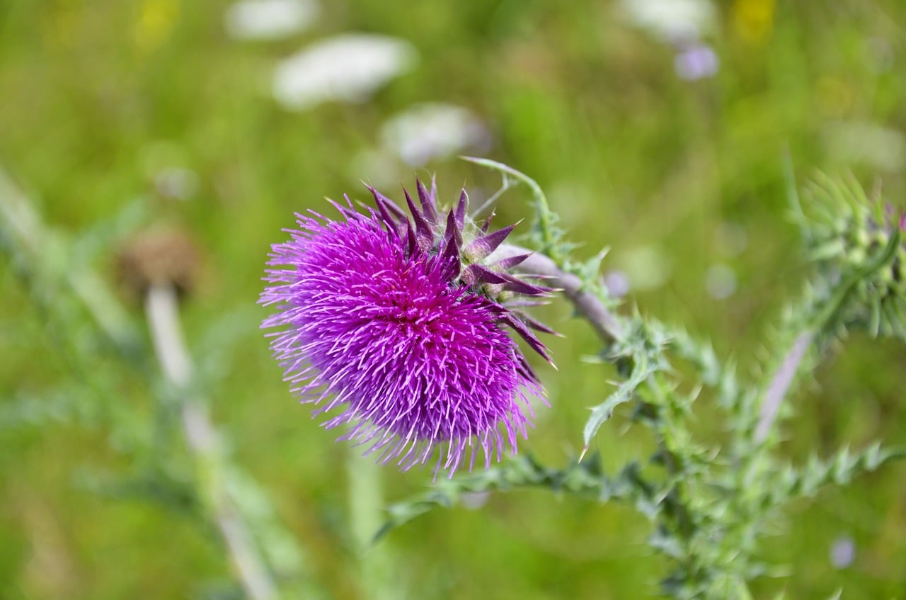 Milk Thistle has liver purifying properties