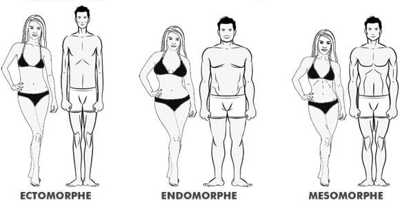 The 3 morphotypes: ectomorph, endomorph and mesomorph