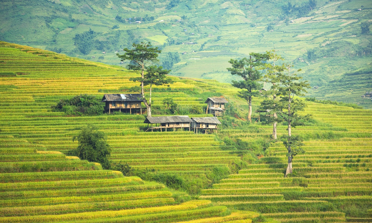 Rice field landscape