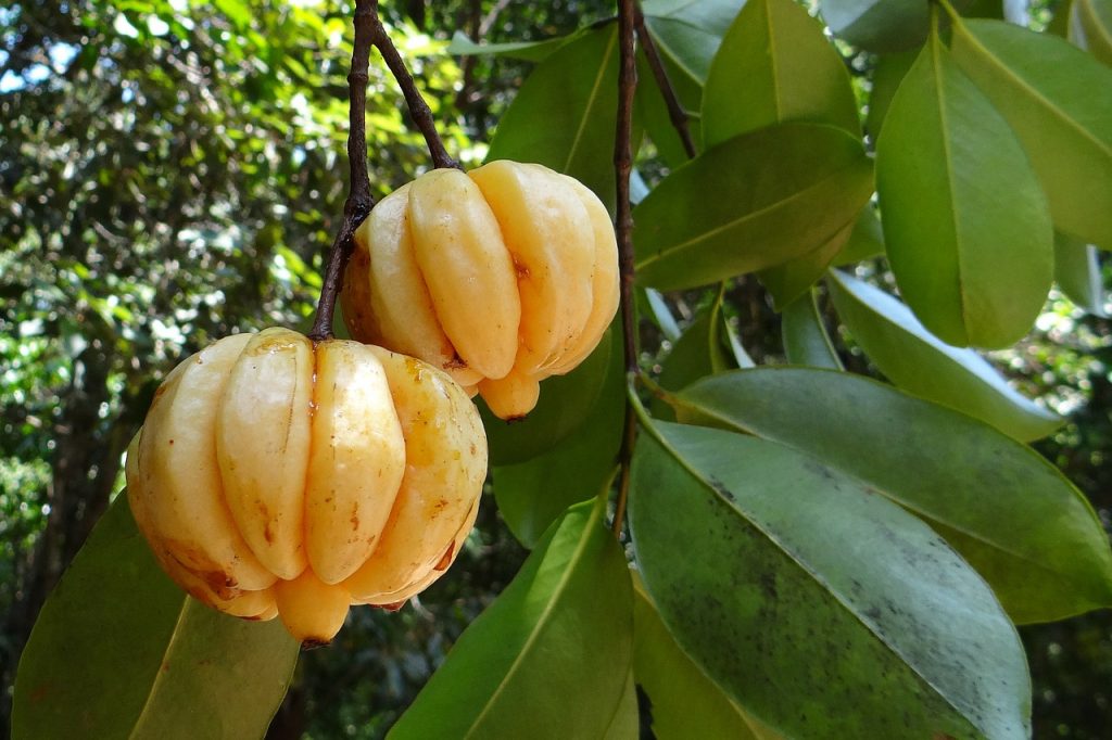 Two garcinia cambogia fruits