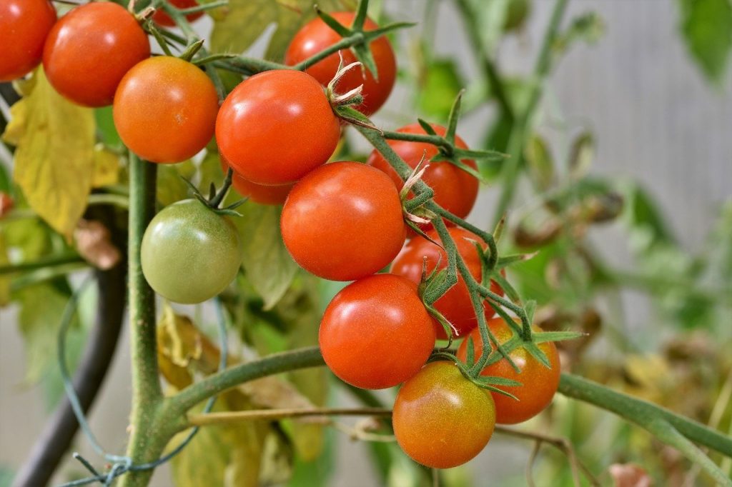 Tomato classification.