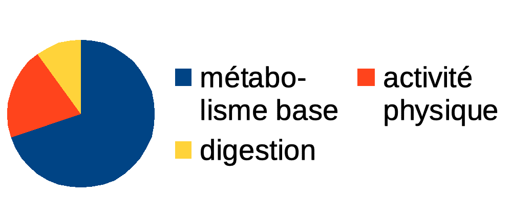 distribution-expenses-metabolism-digestion