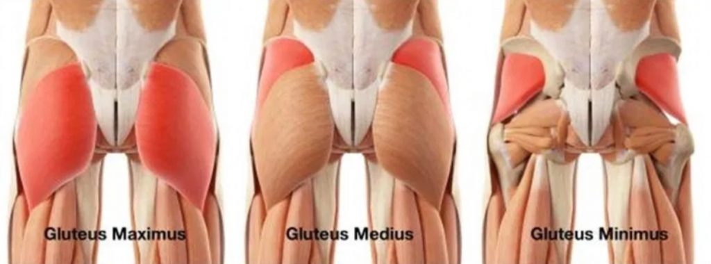 The three gluteal muscles