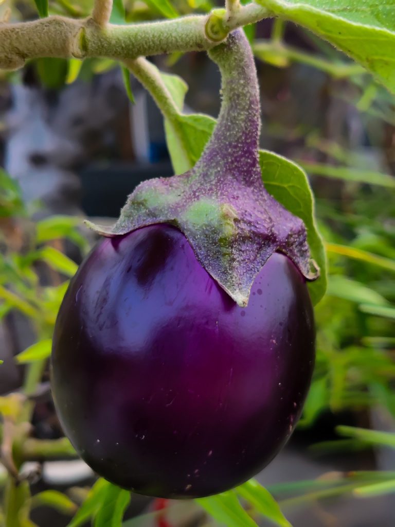 eggplant calories