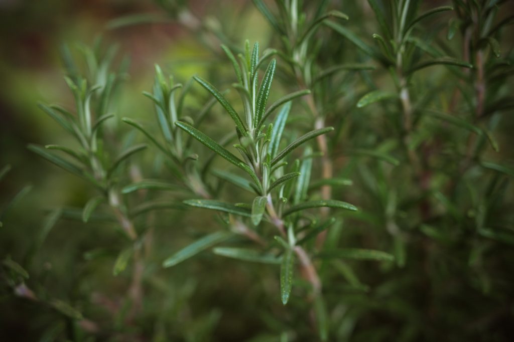 aromatic herbs 